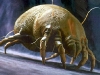 dust-mite